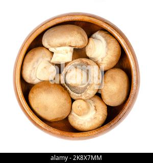 Brown champignons, in a wooden bowl, isolated, from above. Raw, young mushrooms, Agaricus bisporus, known as Swiss, Roman or Italian brown mushroom. Stock Photo