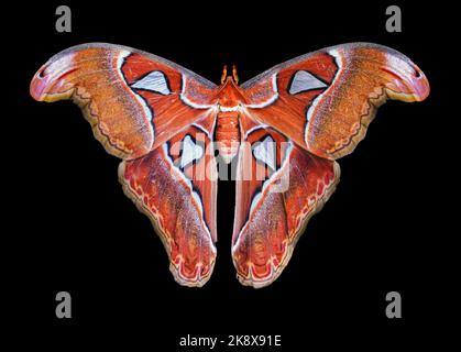 Atlas moth, a living specimen in Southeast Asia, Iloilo, Philippines. Black background. High detail of a large female Attacus atlas. Stock Photo