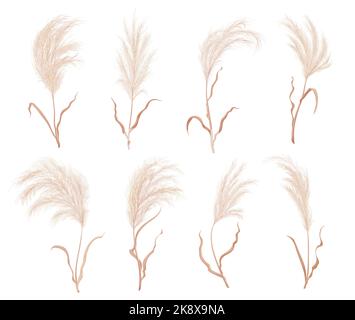 Pampas grass, dry boho flower plants and floral feather plume blossoms, isolated vector. Pampas grass with leaves or field reed pattern, wheat wreath or Japanese plant with dried flower foliage Stock Vector