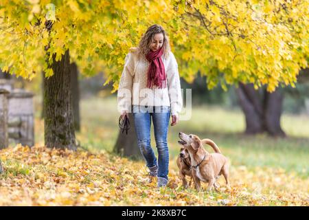 A young woman in an autumn outfit is walking two dogs in the park. Stock Photo
