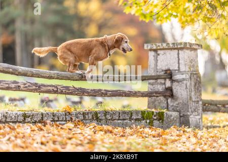 Two dogs in the park are jumping over an old wooden fence. Stock Photo