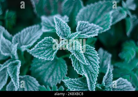 First autumn frost on green nettle leaves. Stock Photo