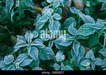 First autumn frost on green nettle leaves. Stock Photo