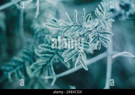 Artistic frost crystals on branches with green leaves Stock Photo