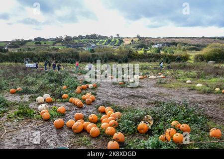 The landscape at Poundffald Farm, on the Gower in Swansea, which opens its fields and gets thousands of visitors during October who come to pick their own pumpkins ready for Halloween celebrations. The trend has become hugely popular across the UK with farms up and down the country offering the experience to families who can pay over £10 for a pumpkin. Stock Photo