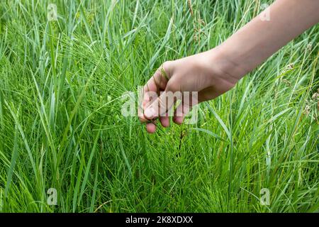 Collecting Healing Horsetail Herbs. Hand picking off medicinal herbs Equisetum arvense for making healthy tea or infusion. Wild summer herbs in the Stock Photo