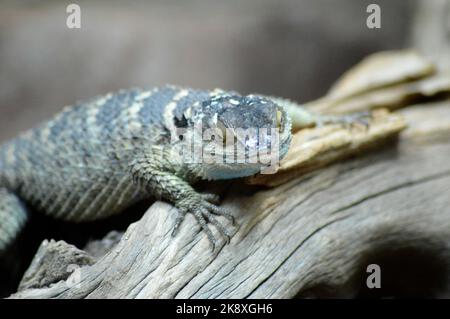 A close up of a Crevice spiny lizard (Sceloporus poinsettii) on a trunk Stock Photo