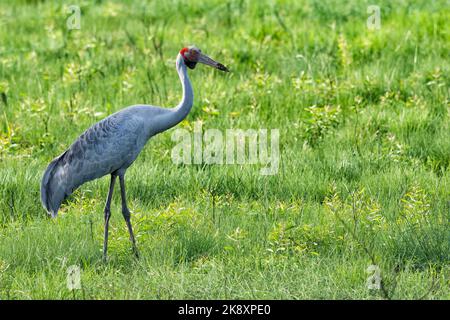 A gray brolga (Grus rubicunda) in a field on the blurred background Stock Photo