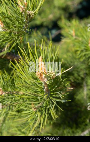 Beautiful soft focus, little, green pine cones on branches with needles. Small green pine cones at the ends of branches. The concept of protecting tre Stock Photo