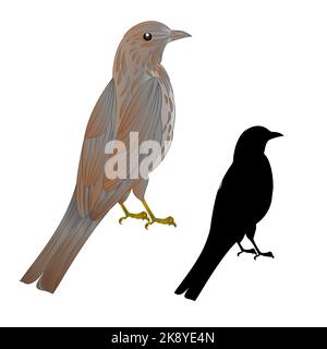 Thrush songbird wildlife bird vintage vector animal illustration editable hand draw Stock Vector
