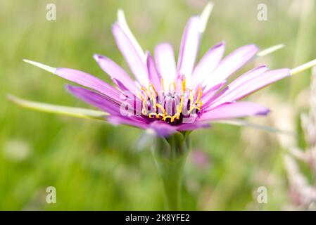 Close-up of the beautiful purple flower of common salsify (Tragopogon porrifolius), also known as purple salsify, oyster plant, vegetable oyster Stock Photo