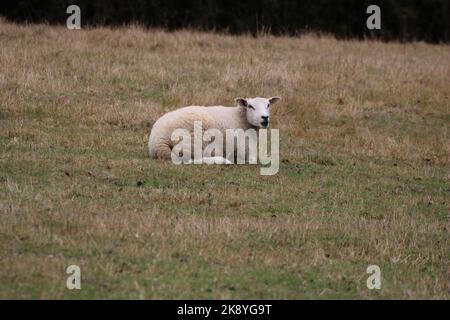 An aerial view of sheep lying on greenery field Stock Photo - Alamy
