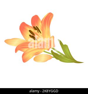 Yellow lily a yellow flower with leaves and buds  vector illustration editable Hand drawn Stock Vector