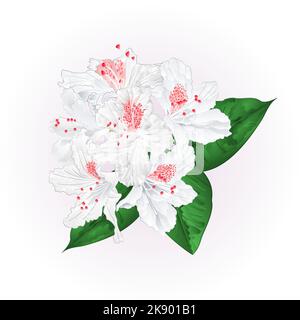 Flowers white rhododendron  with  leaves vintage  vector illustration editable hand draw Stock Vector