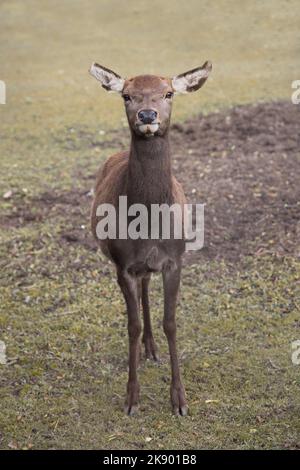 Female red deer (Cervus elaphus) looking to the camera. Full body shot. Also called a hind. Czech republic, Pilsen region, Europe. Isolated on blurred Stock Photo