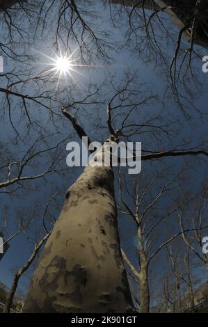 A vertical low-angle shot of the leafless tree against the background of the blue sky with the sun. Stock Photo