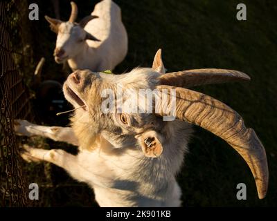 Male goat, also called buck or billy with a female goat in the background. Domestic goat (Capra hircus) on the farm in the Czech Republic. Stock Photo