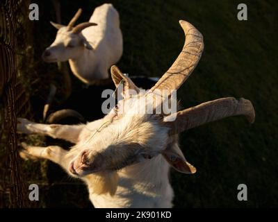 Male goat looking to the camera, also called buck or billy with a female goat in the background. Domestic goat (Capra hircus) on the farm in the Czech Stock Photo