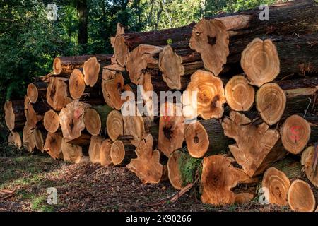Felled trees stacked for collection in a woodland in Warwickshire, ENgland. Stock Photo