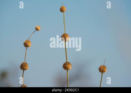Lions ear seeds (Leonotis leonurus) on blue sky background. Hwange National Park, Zimbabwe, Africa Stock Photo