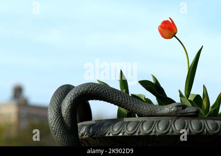 A closeup of Didier's tulip, Tulipa gesneriana with a snake statue. Stock Photo