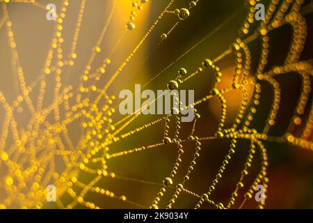 Dew drops glisten on backlit cobwebs Stock Photo
