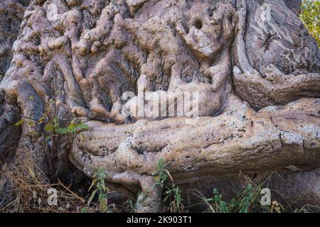 Baobab tree bark (Adansonia digitata) Victoria Falls, Zimbabwe, Africa Stock Photo