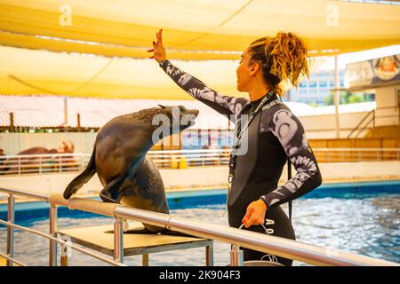 Antalya, Turkey - September 28, 2022: Show with dolphins and sea leon in Aksu dolphinarium in Antalya, Turkey Stock Photo