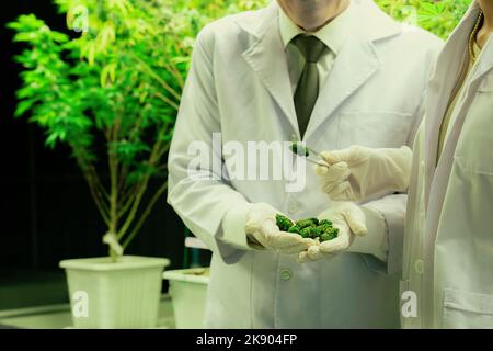 Closeup scientists grasping gratifying heap of cannabis weed buds with
