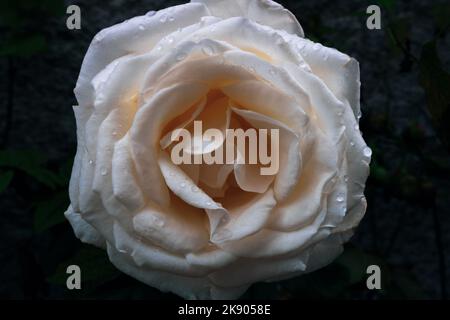 Macro photography of a wet white rose with golden shades. Flower after the rain with water droplets on its bright petals on dark background Stock Photo