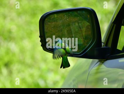 Green-headed tanager (Tangara seledon) fighting with its own reflection in the side mirror of a car Stock Photo
