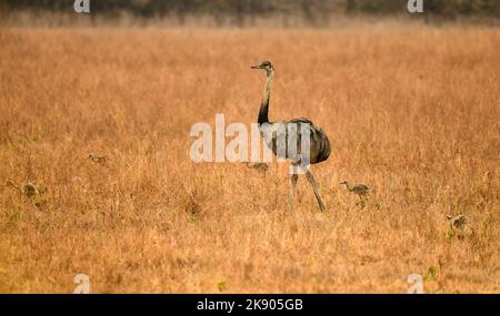 Greater Rhea (Rhea americana) with chicks feeding in the savanna, Pantanal, Mato Grosso, Brazil Stock Photo