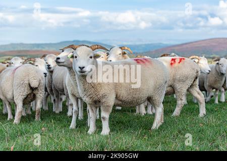 herd of Exmoor horn sheep on Exmoor UK Stock Photo