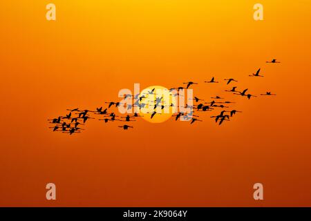 Sunset with Flamingos Stock Photo