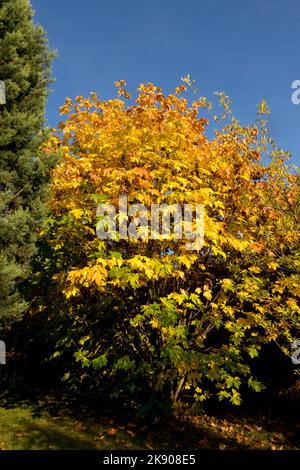 Bigleaf Maple Tree Acer macrophyllum, Maple Leaves, Autumn foliage Stock Photo