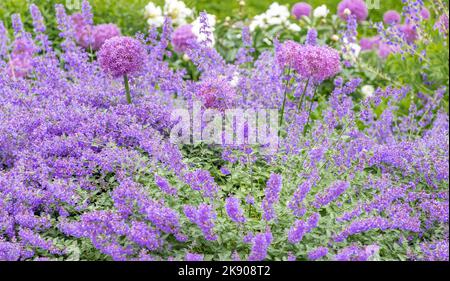 two different types of purple flowering plants in full bloom Stock Photo