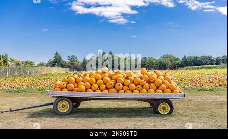 Wagon full of pumpkins in Water Mill, NY Stock Photo