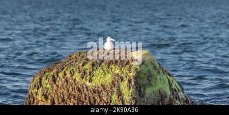 A seagull sitting on a large moss covered rock Stock Photo