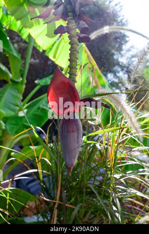 Banana trees are bearing fruit. Close-up bunch of still unripe green mini bananas growing on a tree against the backdrop of palm branches Stock Photo