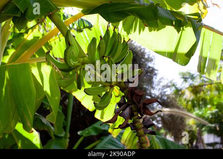 Banana trees are bearing fruit. Close-up bunch of still unripe green mini bananas growing on a tree against the backdrop of palm branches Stock Photo