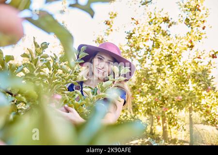 Happy farmer, woman and picking an apple from a tree on a farm in spring. Happy female collecting fruits in an orchard during harvest season with Stock Photo