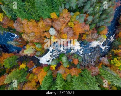 Dunkeld, Scotland, UK. 25th October 2022. Views of spectacular autumn colours in woodland beside the River Braan at Black Linn Falls at The Hermitage outside Dunkeld in Perthshire.  Iain Masterton/Alamy Live News Stock Photo