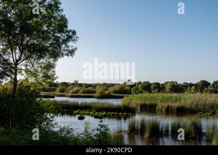 Marshes in Donana National & Natural Park, Andalusia, Spain. Stock Photo