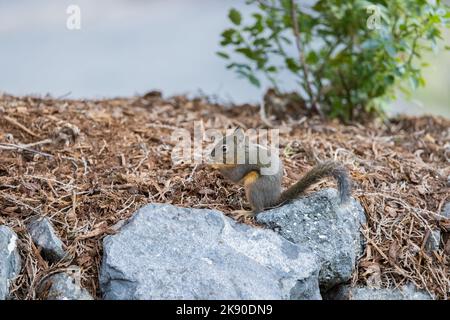 A Douglas squirrel perched on a rock and eating in Bremerton, Washington. Stock Photo