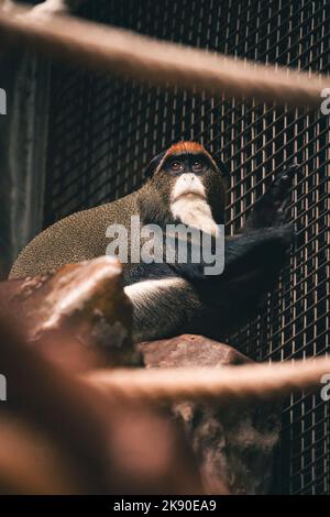A vertical shot of a de brazza's monkey in a zoo Stock Photo