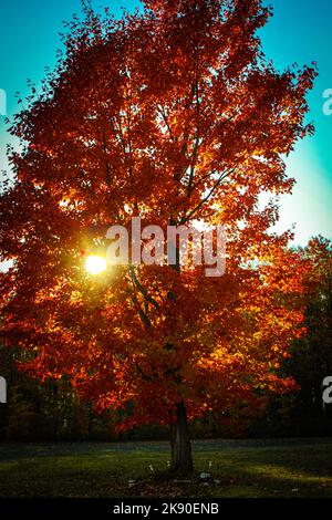 Large colorful tree in Autumn has the sun peeking through it Stock Photo