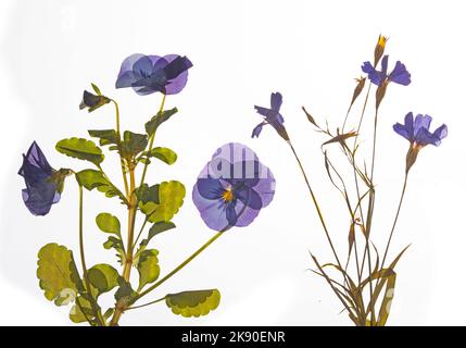 Pressed blue periwinkle flowers and blue pansy flower Stock Photo