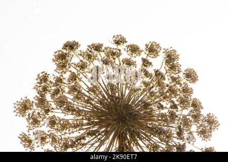 Dill, Anethum graveolens dry pressed flower on white background. Stock Photo