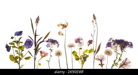Pressed spring and summer flowers, blue and pink pastel. Stock Photo