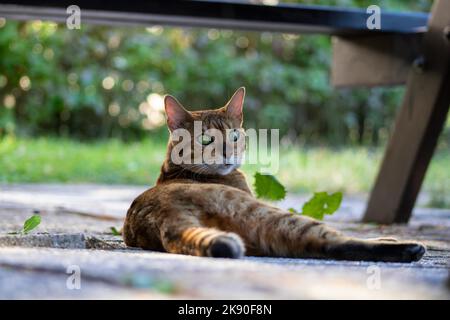 A closeup of a Bengal cat lying on the ground. Stock Photo